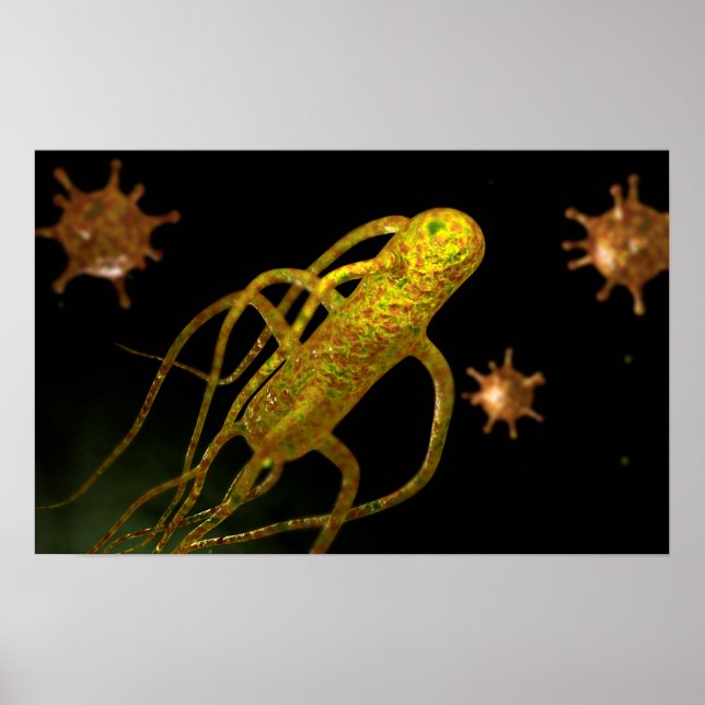 Conceptual Image Of Salmonella Typhi 1 Poster (Front)