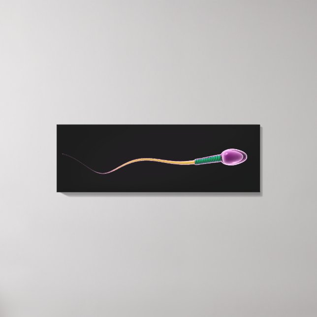 Conceptual Image Of Sperm Anatomy Canvas Print (Front)