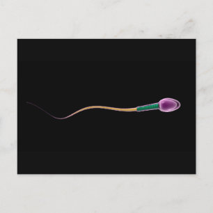Conceptual Image Of Sperm Anatomy Postcard