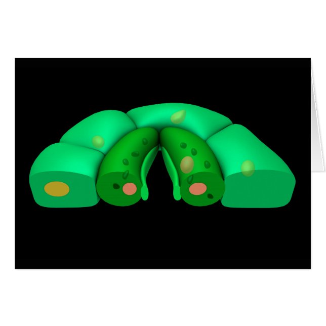 Conceptual Image Of Stomata 2 (Front Horizontal)