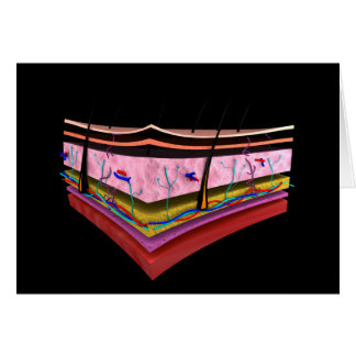 Conceptual Image Of The Layers Of Human Skin 1
