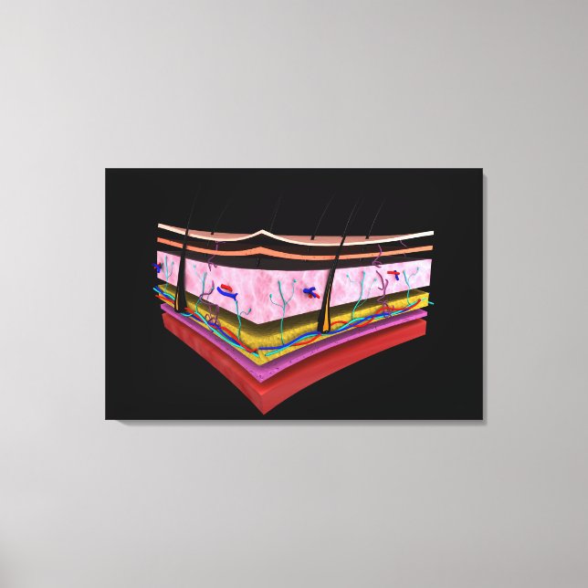 Conceptual Image Of The Layers Of Human Skin 1 Canvas Print (Front)