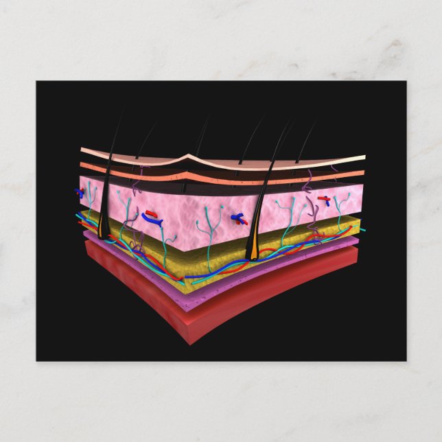 Conceptual Image Of The Layers Of Human Skin 1 Postcard (Front)