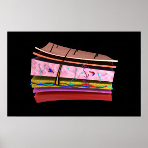 Conceptual Image Of The Layers Of Human Skin 2 Poster
