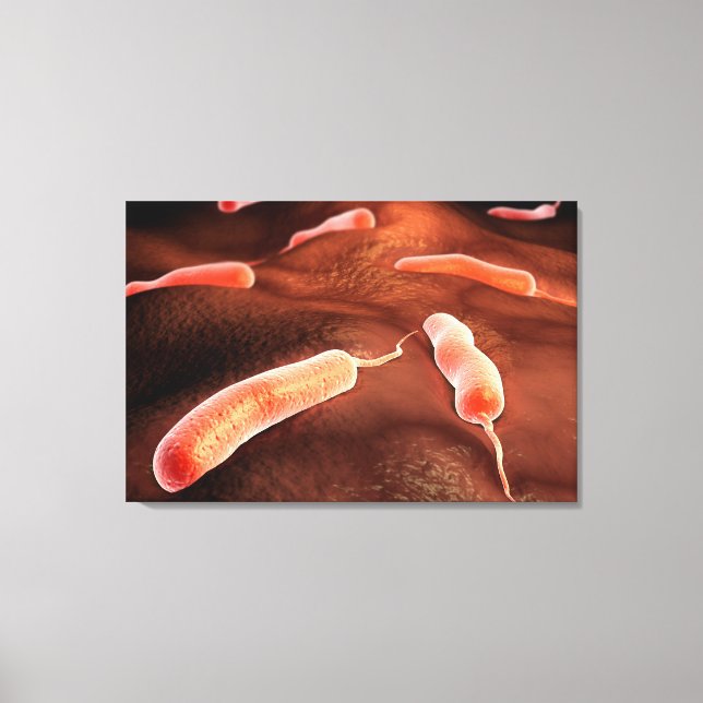 Conceptual Image Of Vibrio Cholerae 1 Canvas Print (Front)