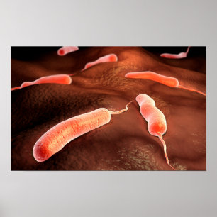 Conceptual Image Of Vibrio Cholerae 1 Poster