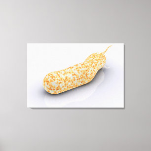 Conceptual Image Of Vibrio Cholerae 3 Canvas Print