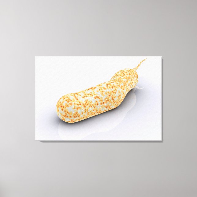 Conceptual Image Of Vibrio Cholerae 3 Canvas Print (Front)