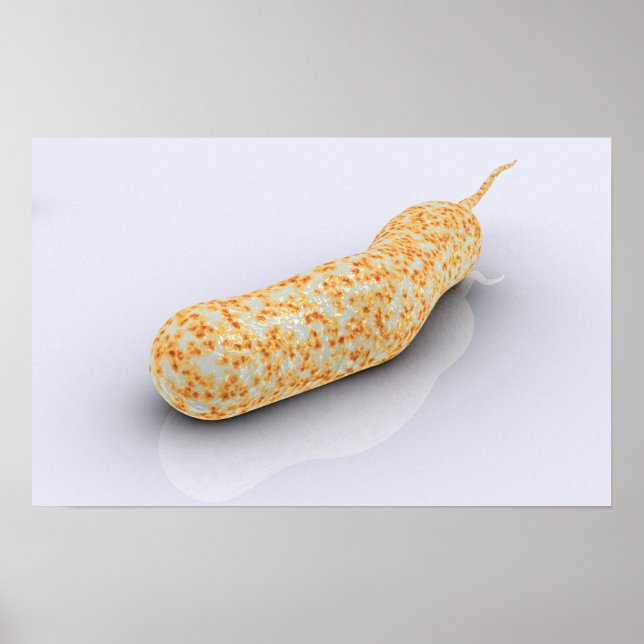Conceptual Image Of Vibrio Cholerae 3 Poster (Front)