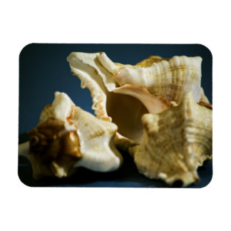 Conch 3335 Vinyl Magnet