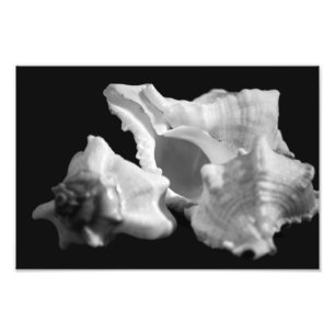 Conch in Black & White Photo Print