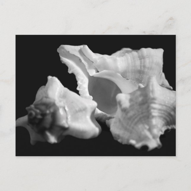 Conch in Black & White Postcard (Front)