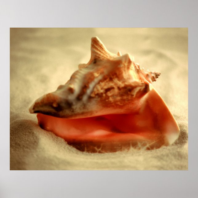 Conch Poster (Front)