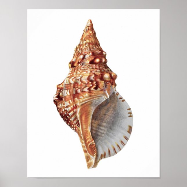 Conch Sea Shell no.3 Beach Home Decor Art Print (Front)