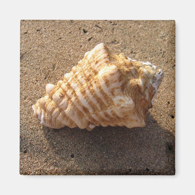 Conch Seashell Sand Beach Magnet (Front)