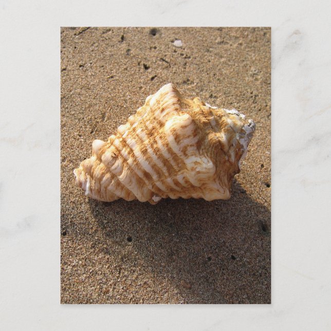 Conch Seashell Sand Beach Postcards (Front)