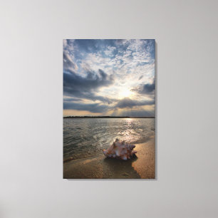 Conch Shell At Beach   St. Augustine, Fl Canvas Print