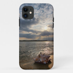 Conch Shell At Beach St. Augustine, Fl iPhone 11 Case