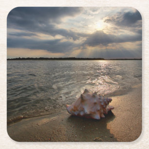 Conch Shell At Beach St. Augustine, Fl Square Paper Coaster