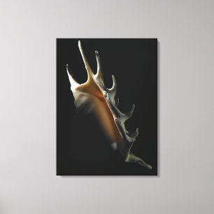 Conch shell canvas print