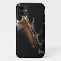Conch shell