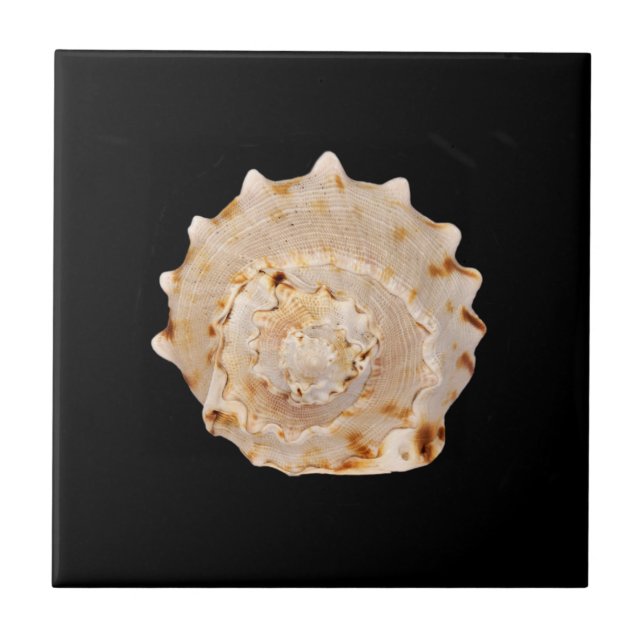 Conch Shell Ceramic Photo Tile (Front)