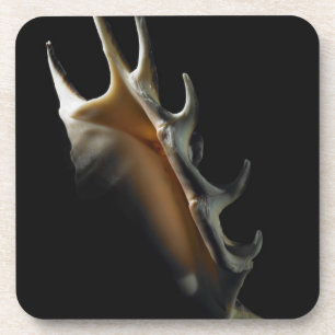 Conch shell coaster