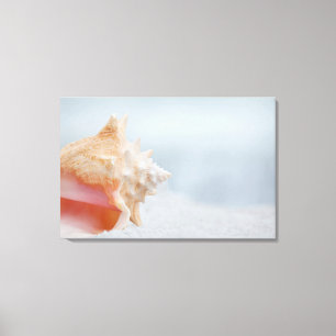Conch Shell Florida Canvas Print