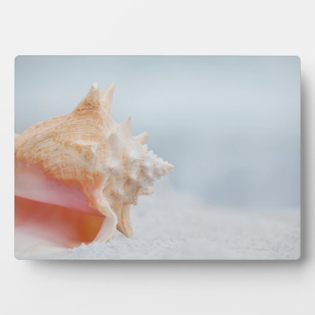 Conch Shell | Florida Plaque (Front)