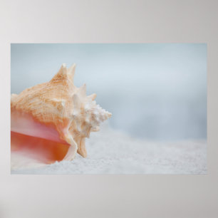 Conch Shell   Florida Poster
