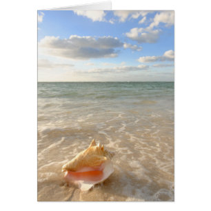 Conch Shell In Sand On Tropical Beach