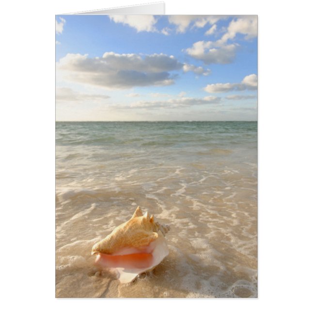 Conch Shell In Sand On Tropical Beach (Front)