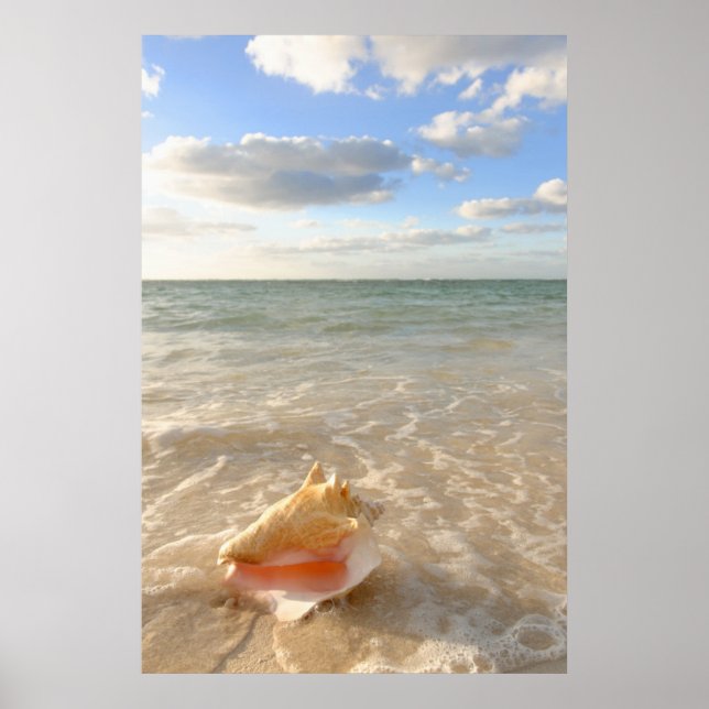 Conch Shell In Sand On Tropical Beach Poster (Front)