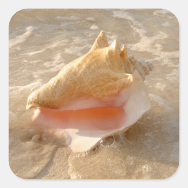 Conch Shell In Sand On Tropical Beach Square Sticker (Front)