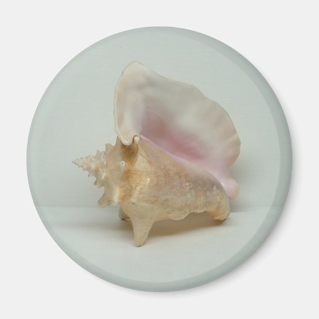 CONCH SHELL magnet (round) (Front)