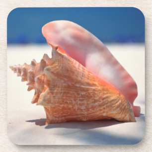 Conch Shell On Beach 2 Coaster