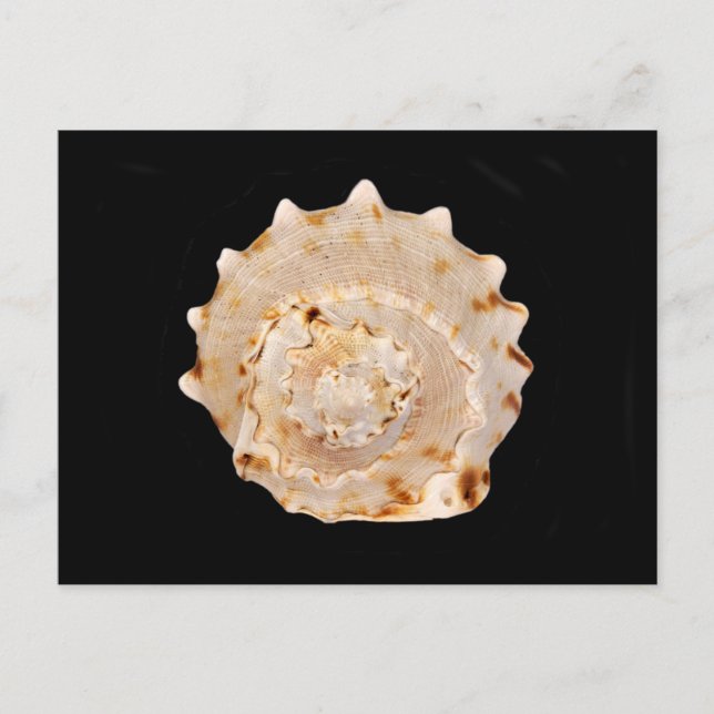 Conch Shell Postcard (Front)