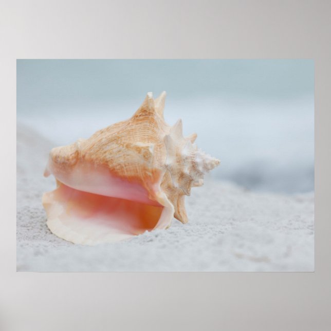 Conch Shell Poster (Front)