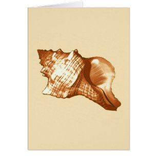 Conch shell sketch - brown, white and tan