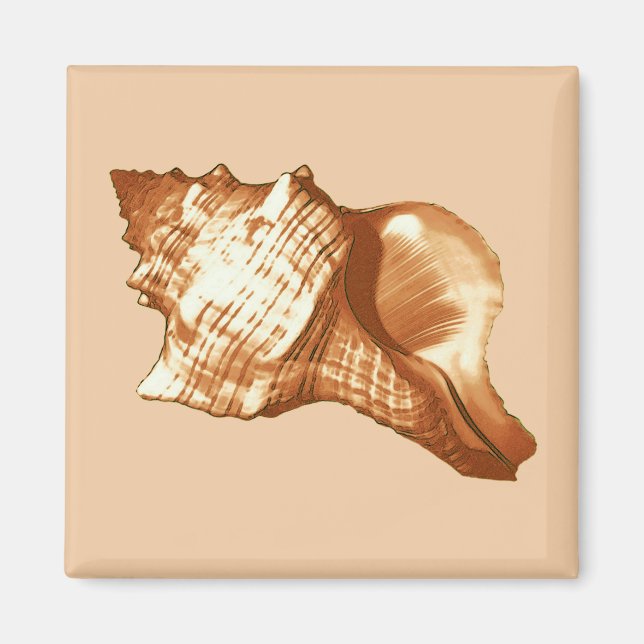 Conch shell sketch - brown, white and tan magnet (Front)