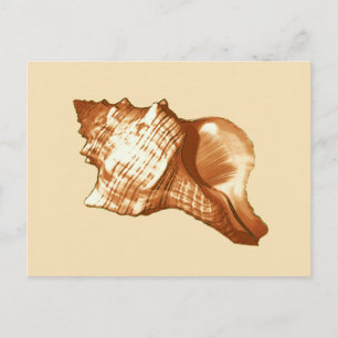 Conch shell sketch - brown, white and tan postcard