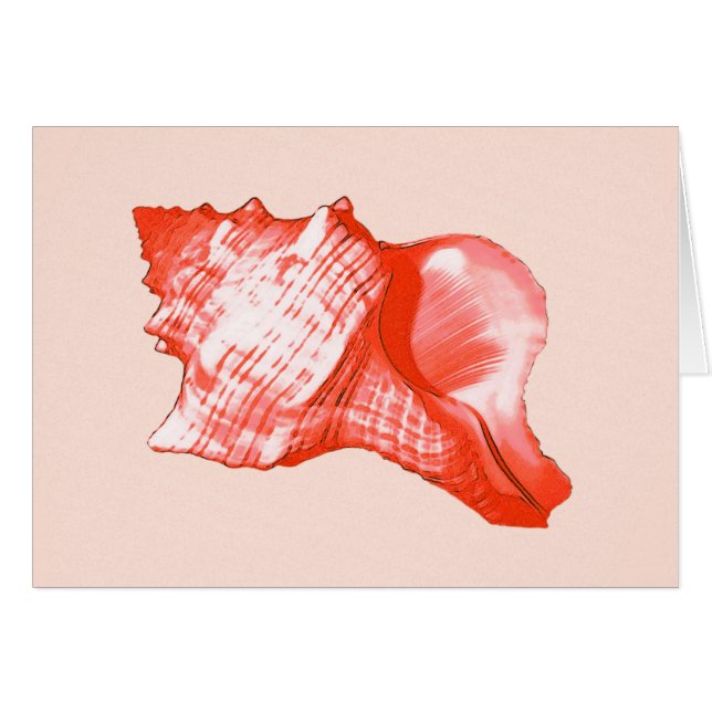 Conch shell sketch - coral, shell pink and white (Front Horizontal)