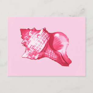 Conch shell sketch - fuchsia pink and white postcard