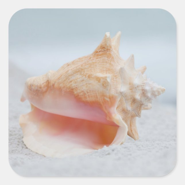 Conch Shell Square Sticker (Front)