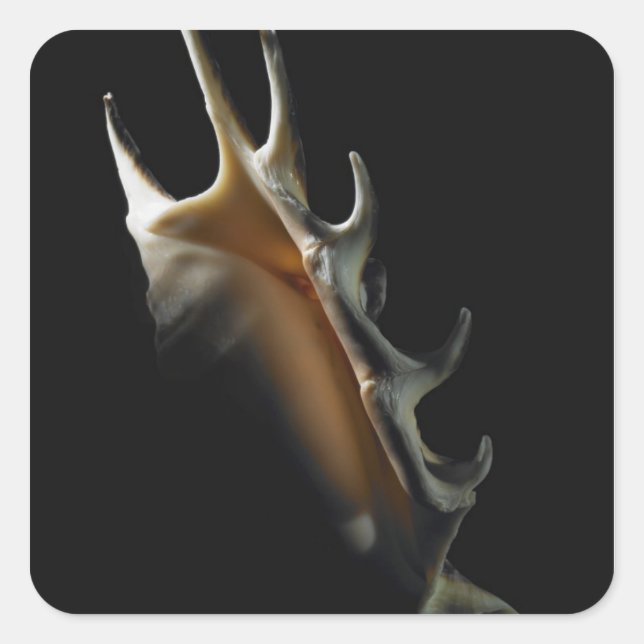 Conch shell square sticker (Front)