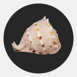 Conch Shell Sticker