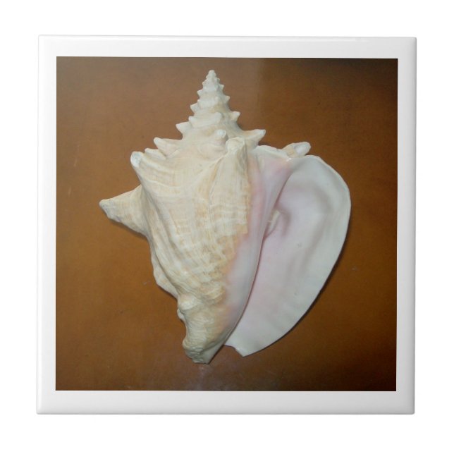 Conch Shell Tile (Front)