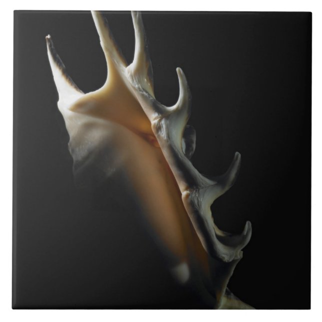 Conch shell tile (Front)