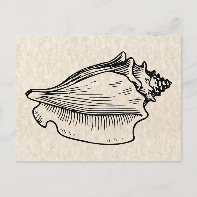 Conch Shell Vintage Illustration Postcard (Front)