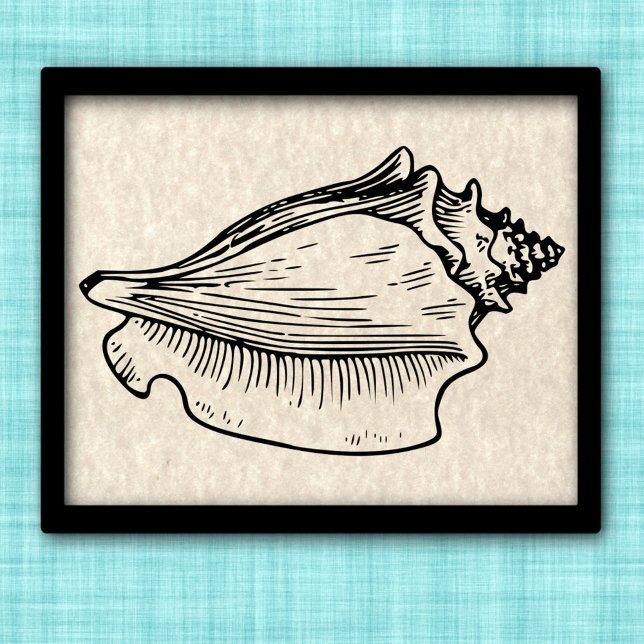 Conch Shell Vintage Illustration  Poster (Creator Uploaded)